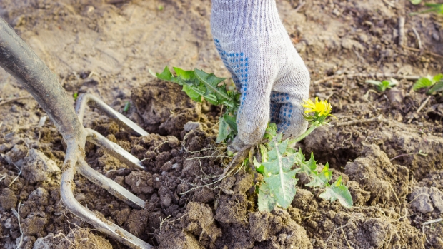 Gemeente Altena heeft door nat voorjaar problemen met groenonderhoud