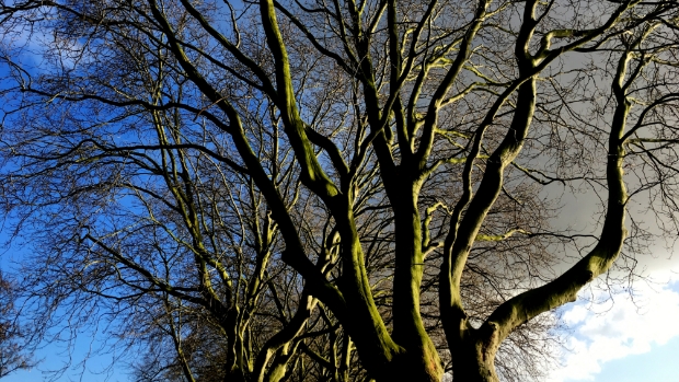 Gorinchem zet in op vergroening: jaarlijkse toename van gemeentelijke bomen