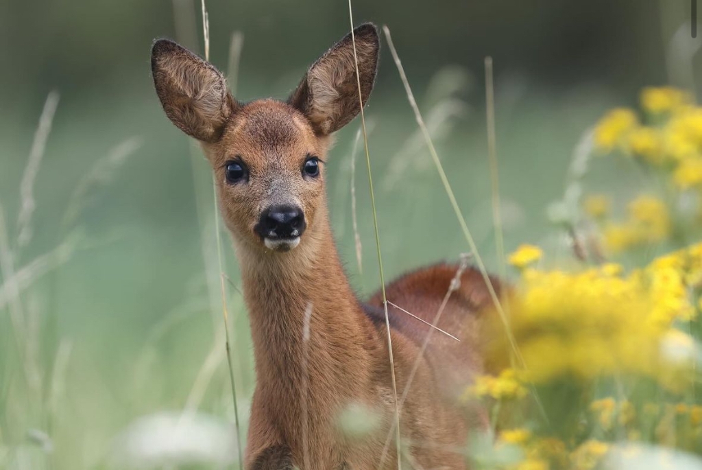 Zonsopkomsten en een Hollands plaatje: dit zijn de mooiste foto’s uit de Biesboschlinie in juli