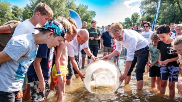 Vijftig jonge Europese steuren uitgezet bij Woudrichem: ‘Hij hoort hier thuis’