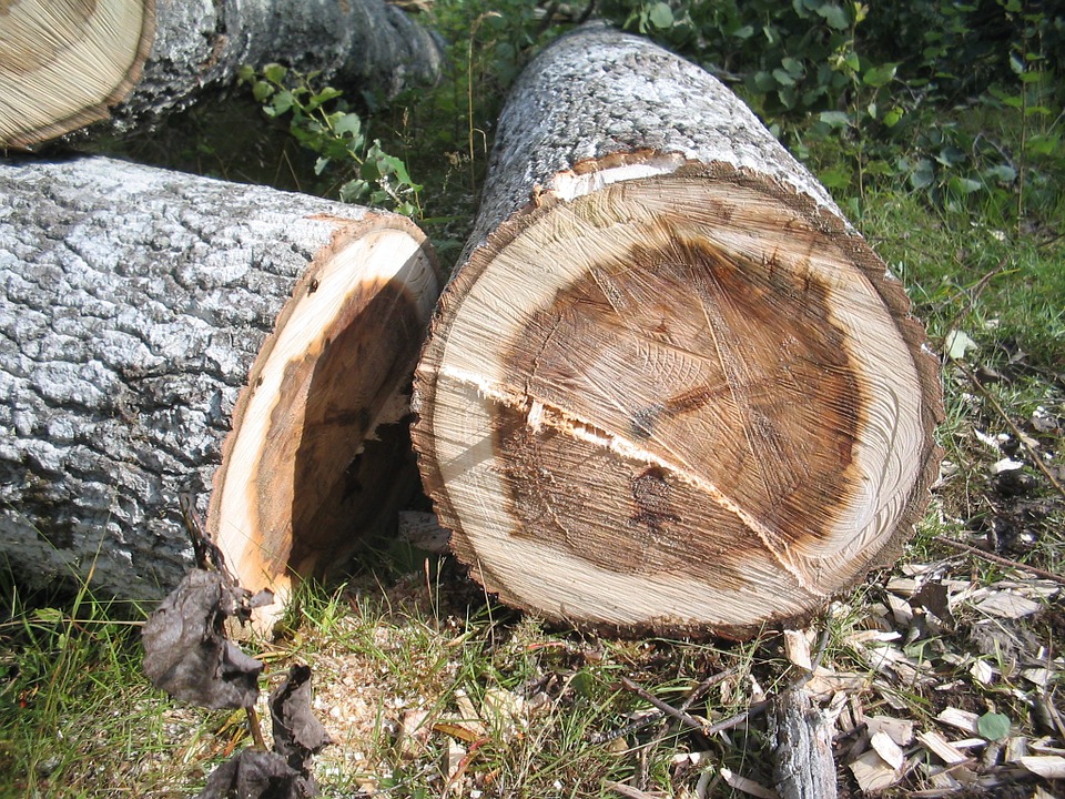 Kappen van slechte en dode bomen