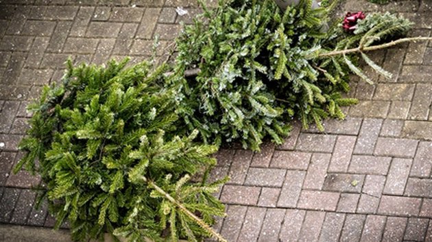 Gezocht: organisaties die kerstbomen willen inzamelen